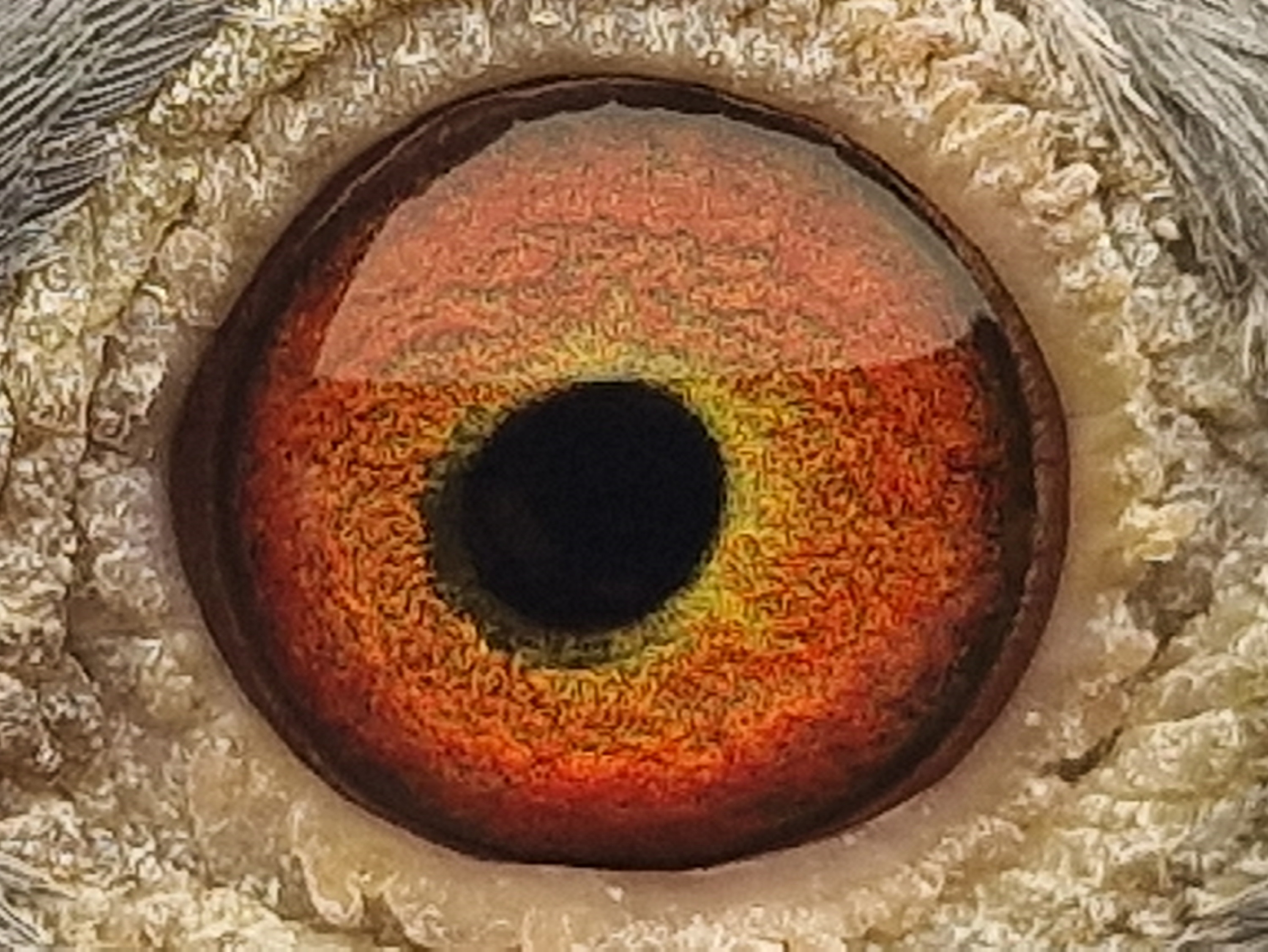 Pigeon eye